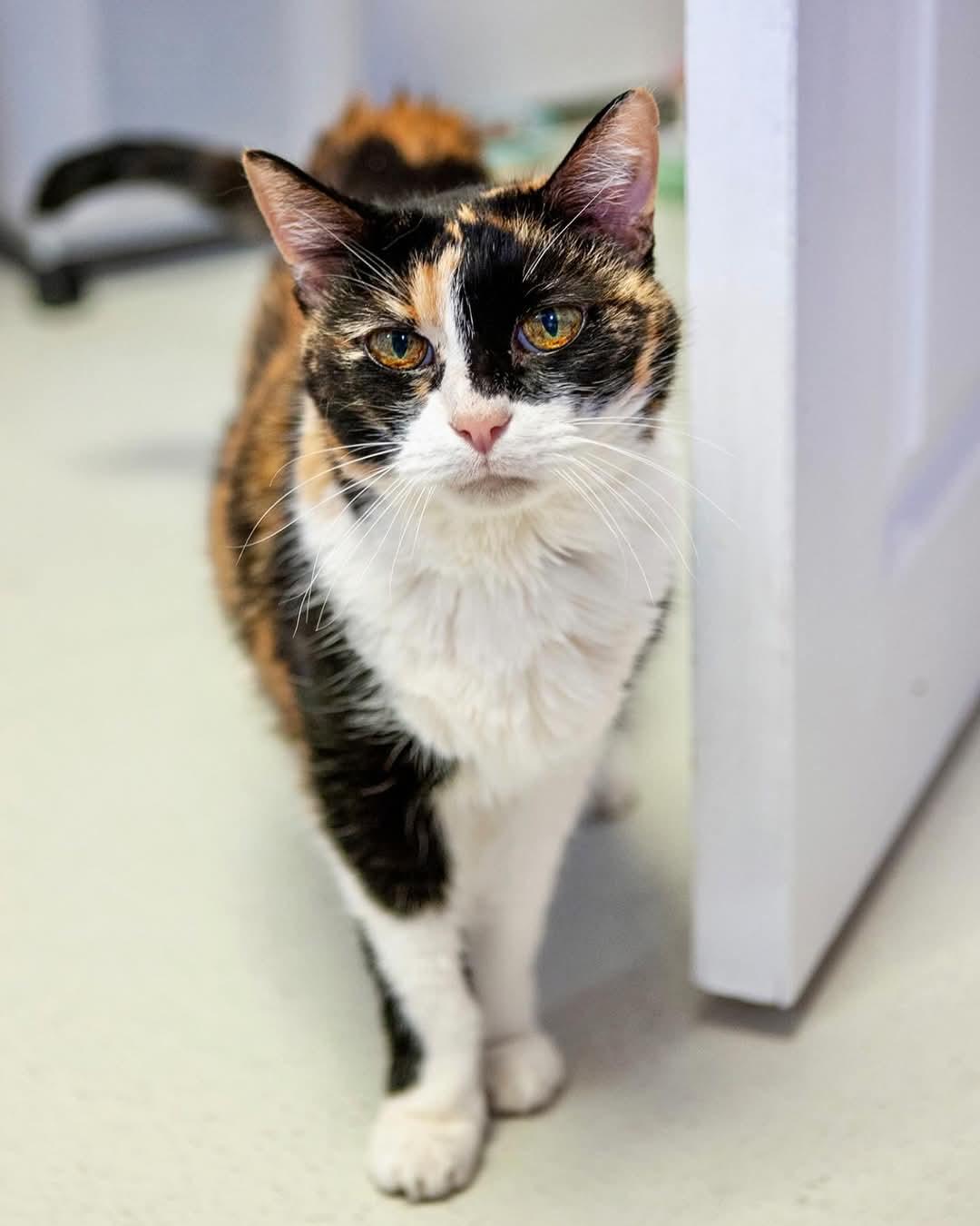 Whiskers, a Adoptable mixed breed in Lakewood, CO image 4/6