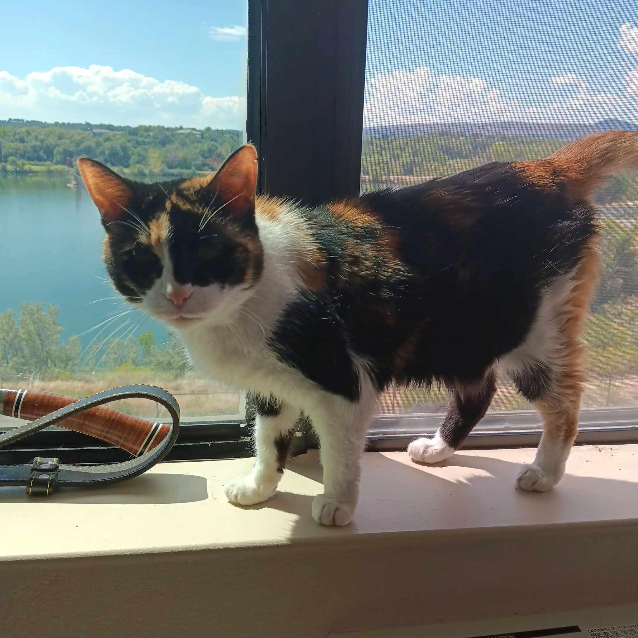 Whiskers, a Adoptable mixed breed in Lakewood, CO image 6/6