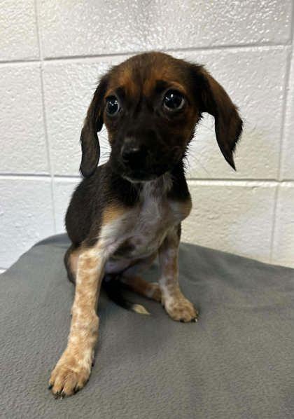 Enlarge Jenga, a Adoptable mixed breed in Spruce Pine, NC image 1/1