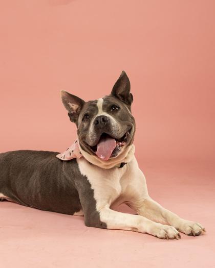 Sahara - 1, Adoptable, Adult Female Mixed Breed & Mixed Breed.