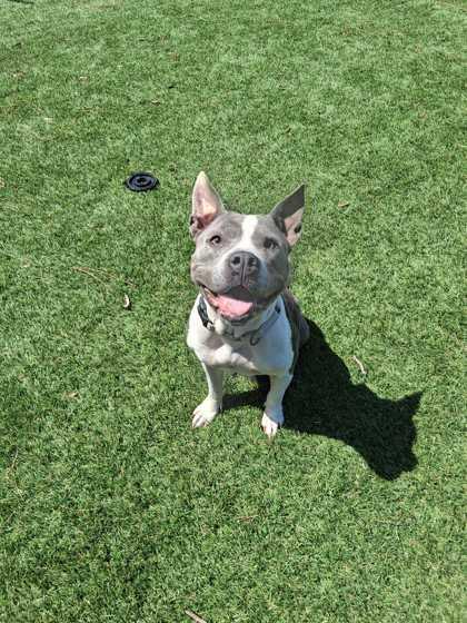 Enlarge Sahara - 1, a Adoptable mixed breed in Daytona Beach, FL image 1/1