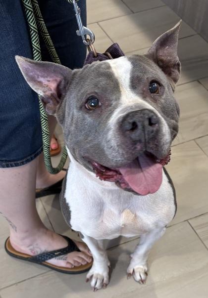 Enlarge Sahara - 1, a Adoptable mixed breed in Daytona Beach, FL image 1/1