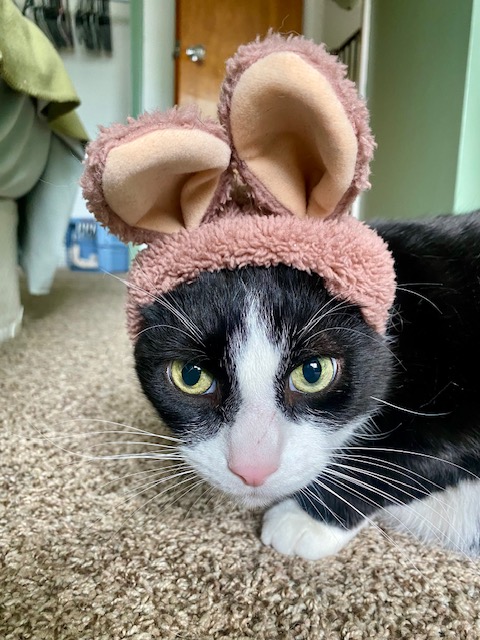 Bandit - The Cat with Character!, a Adoptable mixed breed in Holland, MI image 3/6