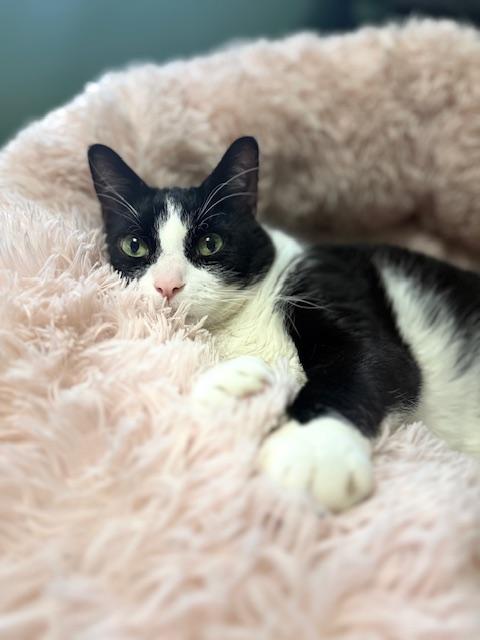 Bandit - The Cat with Character!, a Adoptable mixed breed in Holland, MI image 1/6