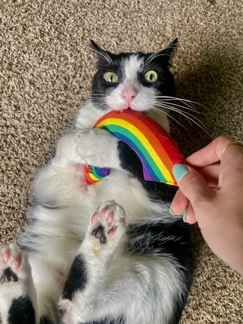 Bandit - The Cat with Character!, a Adoptable mixed breed in Holland, MI image 2/6