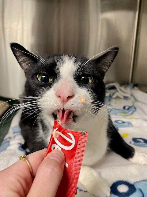 Bandit - The Cat with Character!, a Adoptable mixed breed in Holland, MI image 5/6