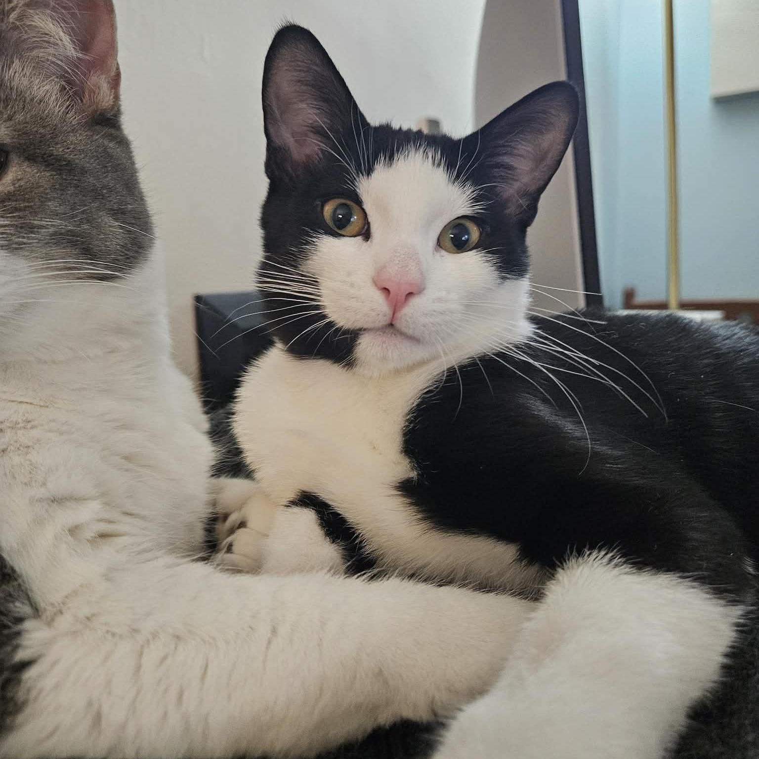 Bono - Purrfect Gentelman, adopted, Kitten Male Domestic Short Hair.