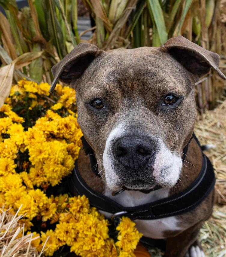 Shasta, a ADOPTABLE mixed breed in Santa Clara, CA image 1/4