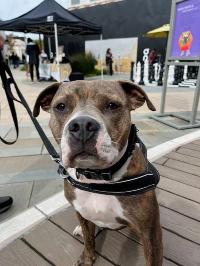 Shasta, a ADOPTABLE mixed breed in Santa Clara, CA image 2/4