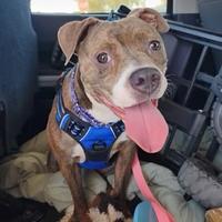 Shasta, a ADOPTABLE mixed breed in Santa Clara, CA image 3/4