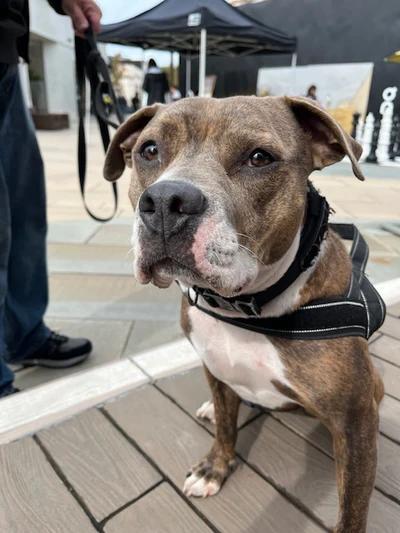 Shasta, a ADOPTABLE mixed breed in Santa Clara, CA image 4/4