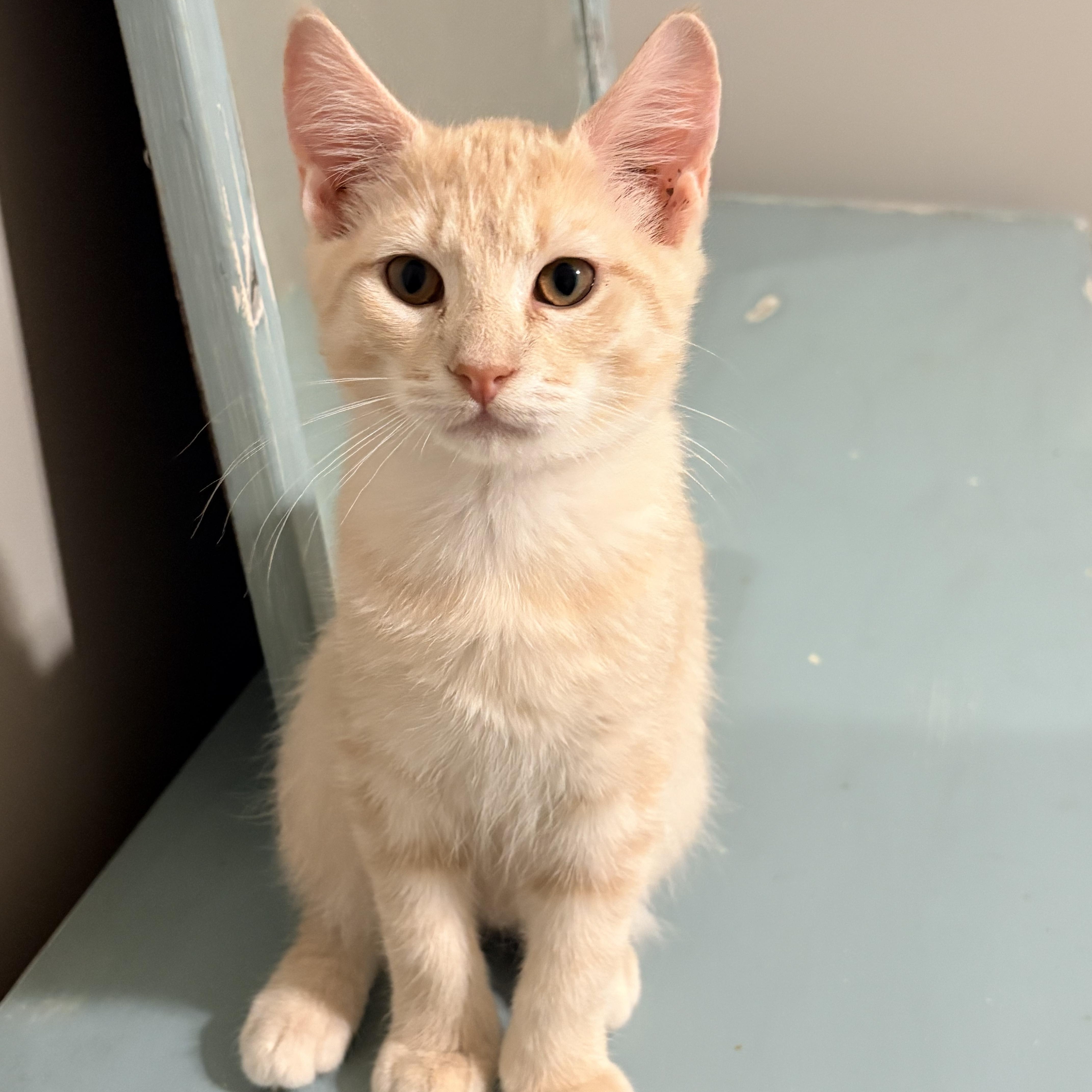 Enlarge Francis, a Adopted Domestic Short Hair in Fredericton, NB image 1/6