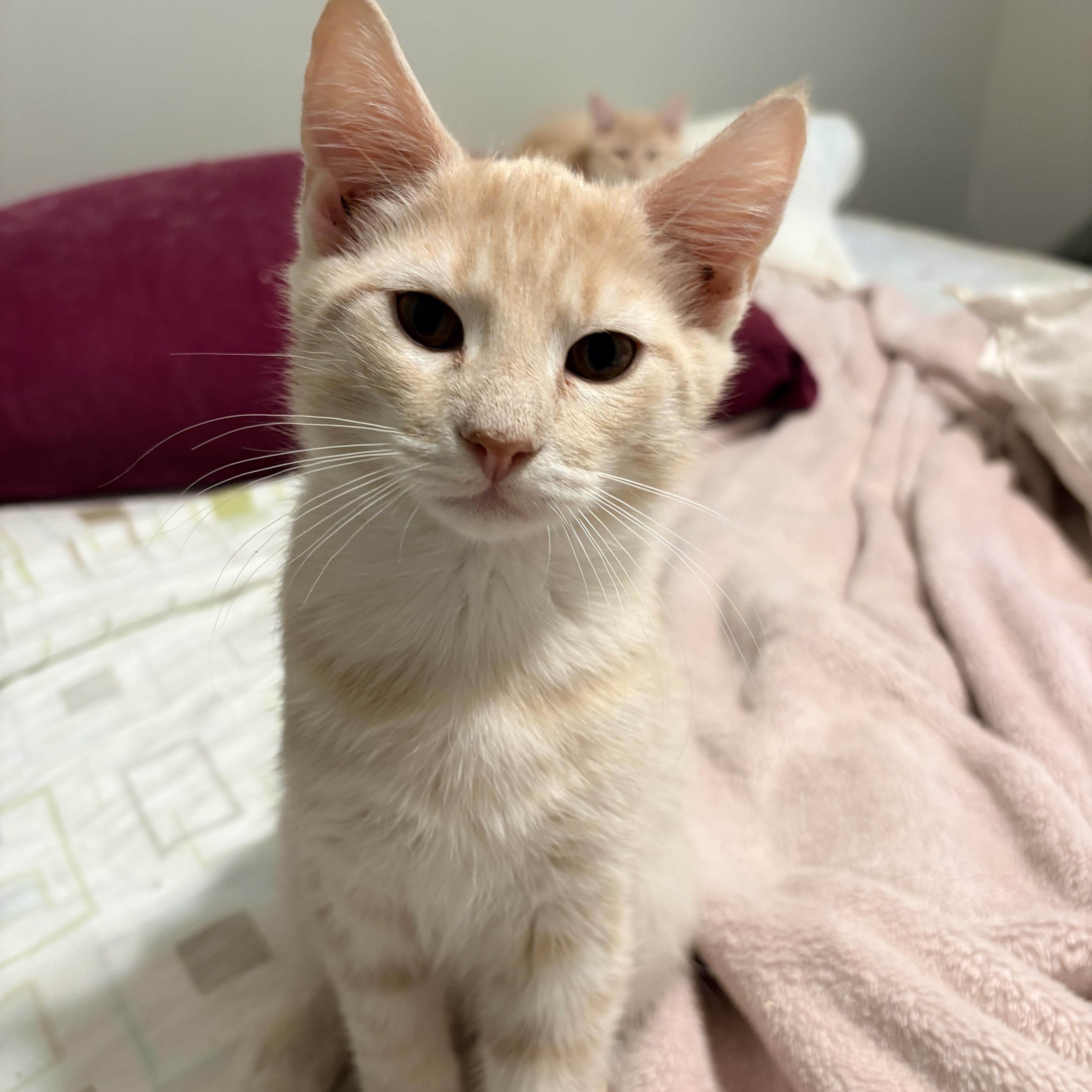 Enlarge Francis, a Adopted Domestic Short Hair in Fredericton, NB image 2/6