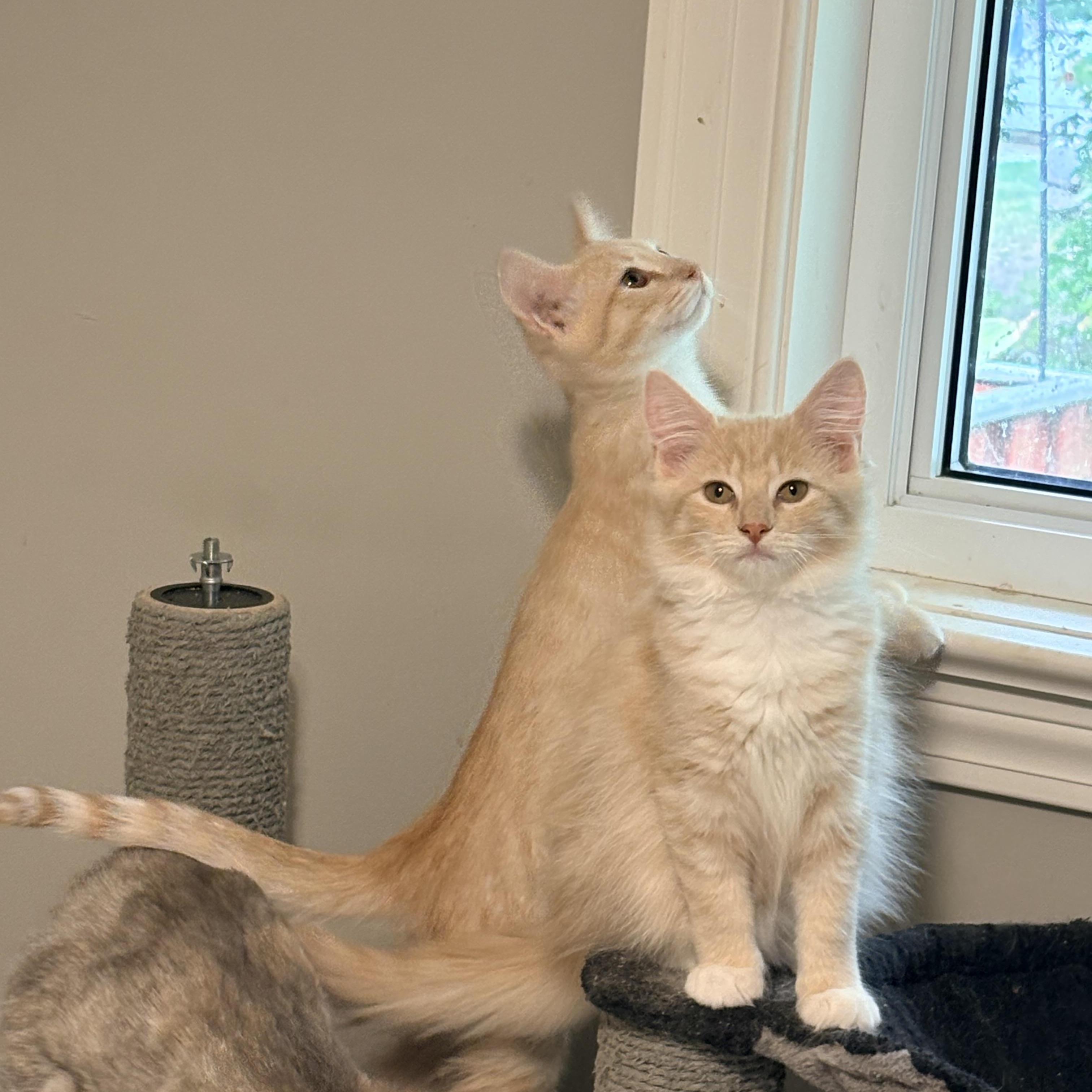 Enlarge Francis, a Adopted Domestic Short Hair in Fredericton, NB image 6/6
