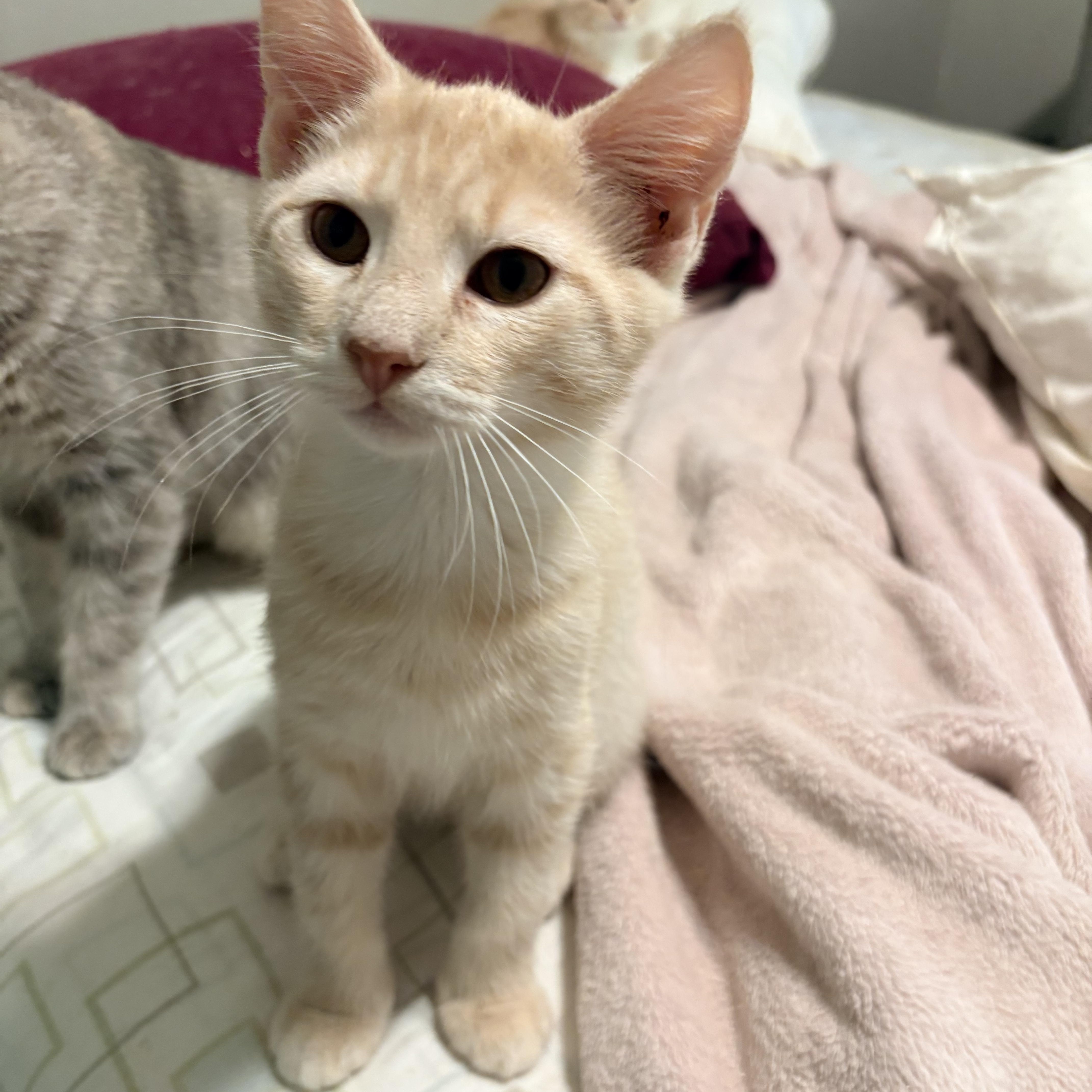 Enlarge Francis, a Adopted Domestic Short Hair in Fredericton, NB image 4/6