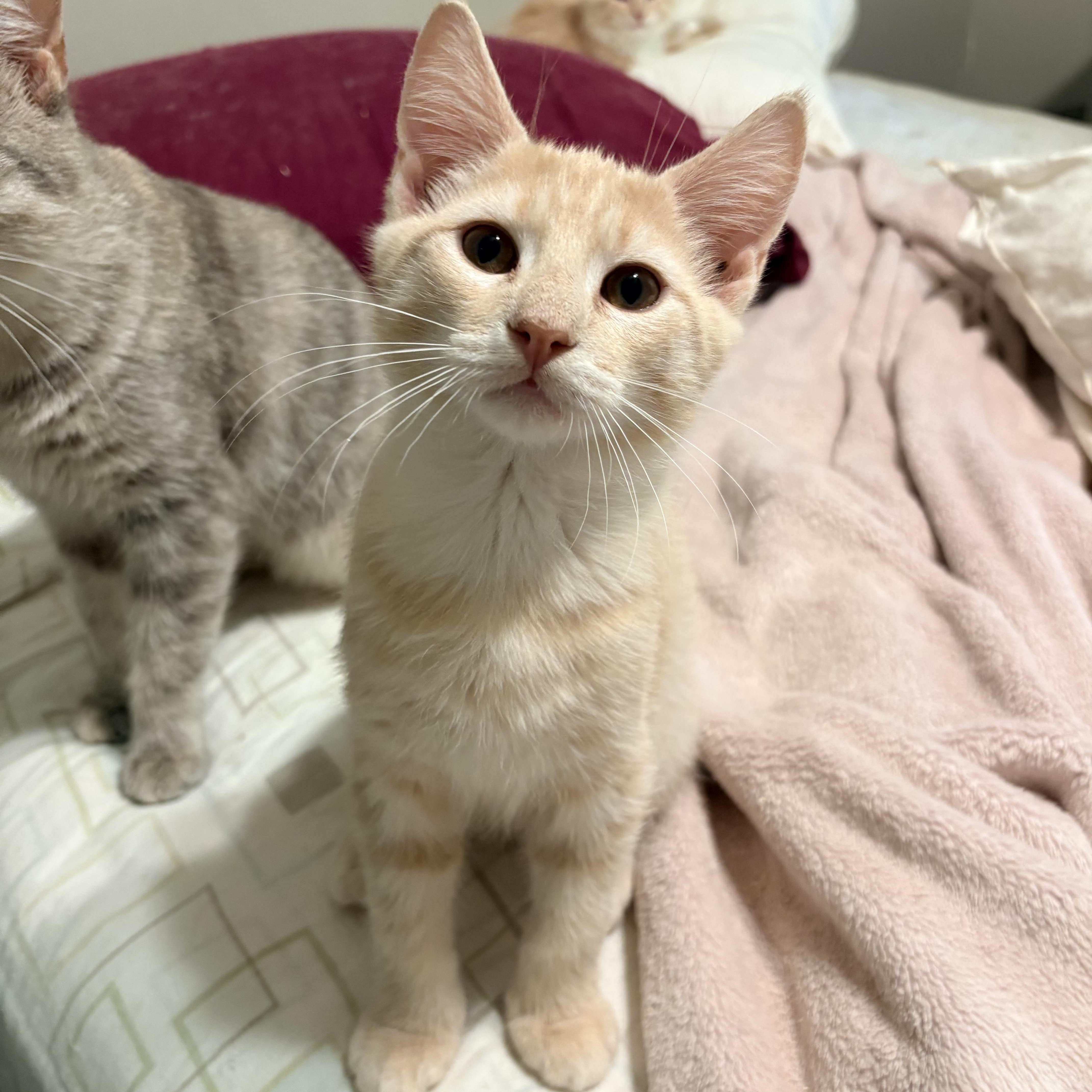 Enlarge Francis, a Adopted Domestic Short Hair in Fredericton, NB image 5/6