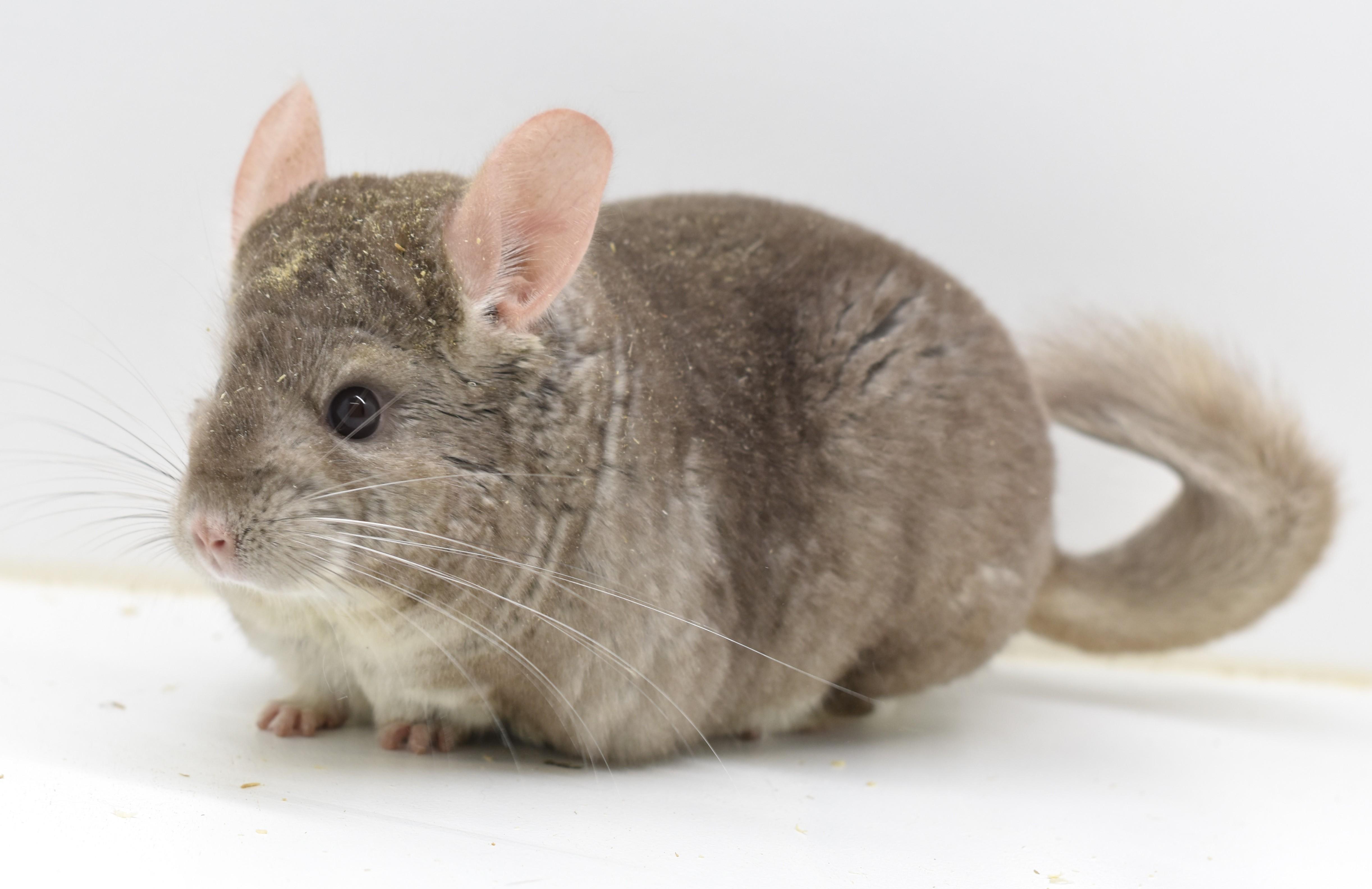Rick, a Adoptable Chinchilla in Auburn, IN image 1/3