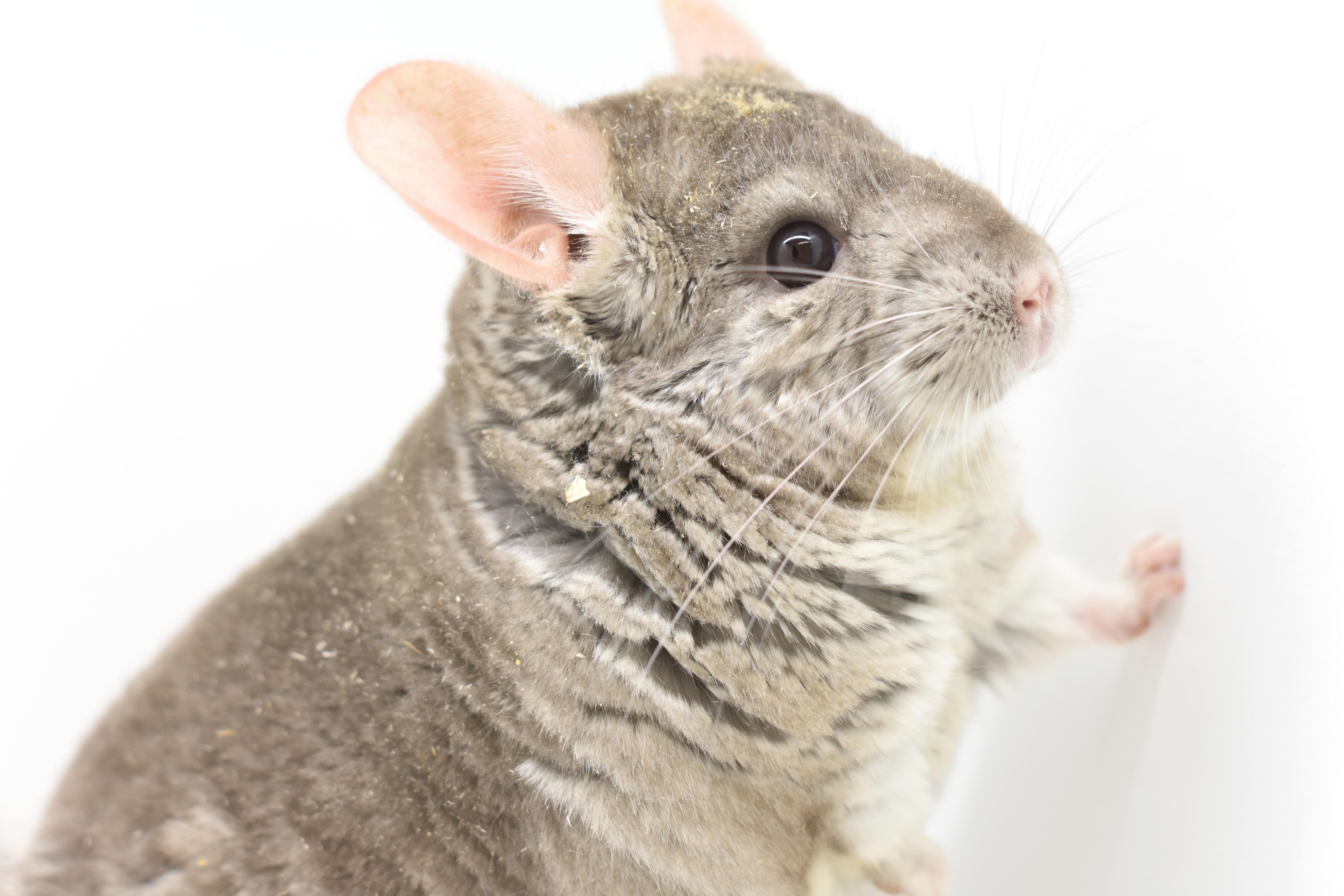 Rick, Adoptable, Adult Male Chinchilla.