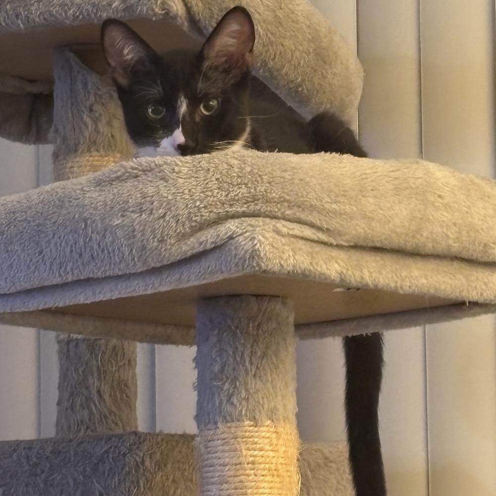 Winsome, a Adoptable Domestic Short Hair in Los Angeles, CA image 1/6