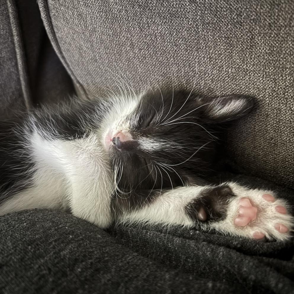 Winsome, Adoptable, Kitten Male Domestic Short Hair.