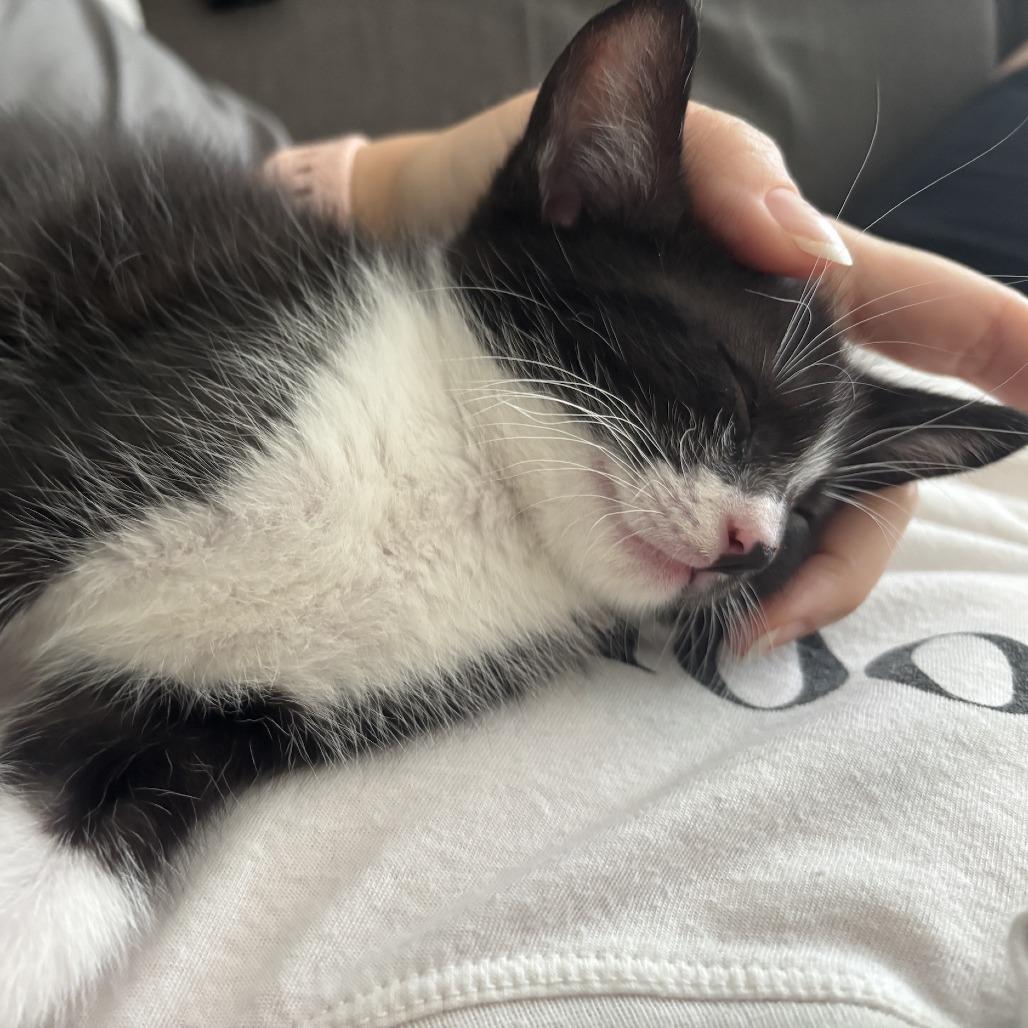 Enlarge Winsome, a Adoptable Domestic Short Hair in Los Angeles, CA image 2/5