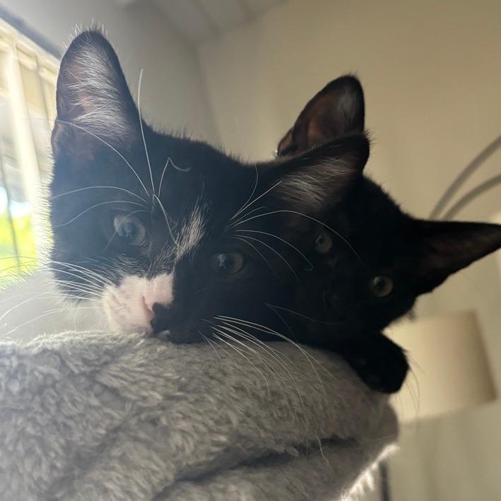 Winsome, a Adoptable Domestic Short Hair in Los Angeles, CA image 3/6