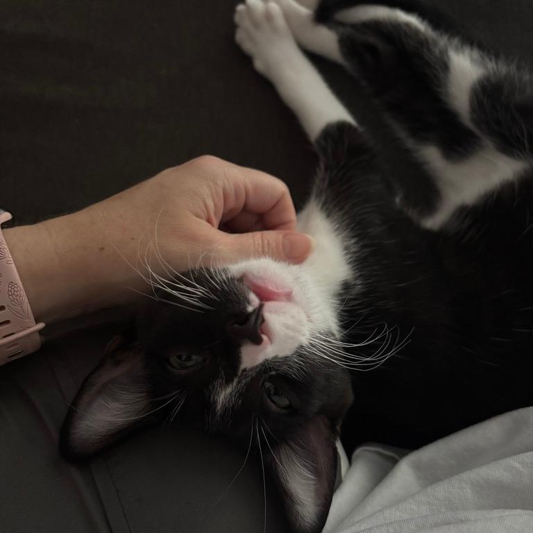 Winsome, a Adoptable Domestic Short Hair in Los Angeles, CA image 4/6