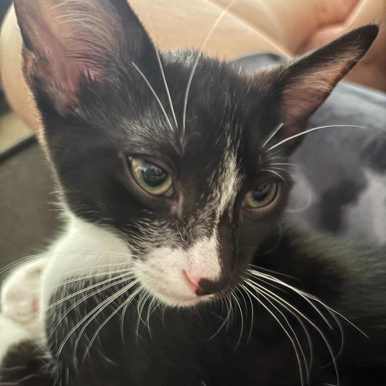 Winsome, a Adoptable Domestic Short Hair in Los Angeles, CA image 4/6