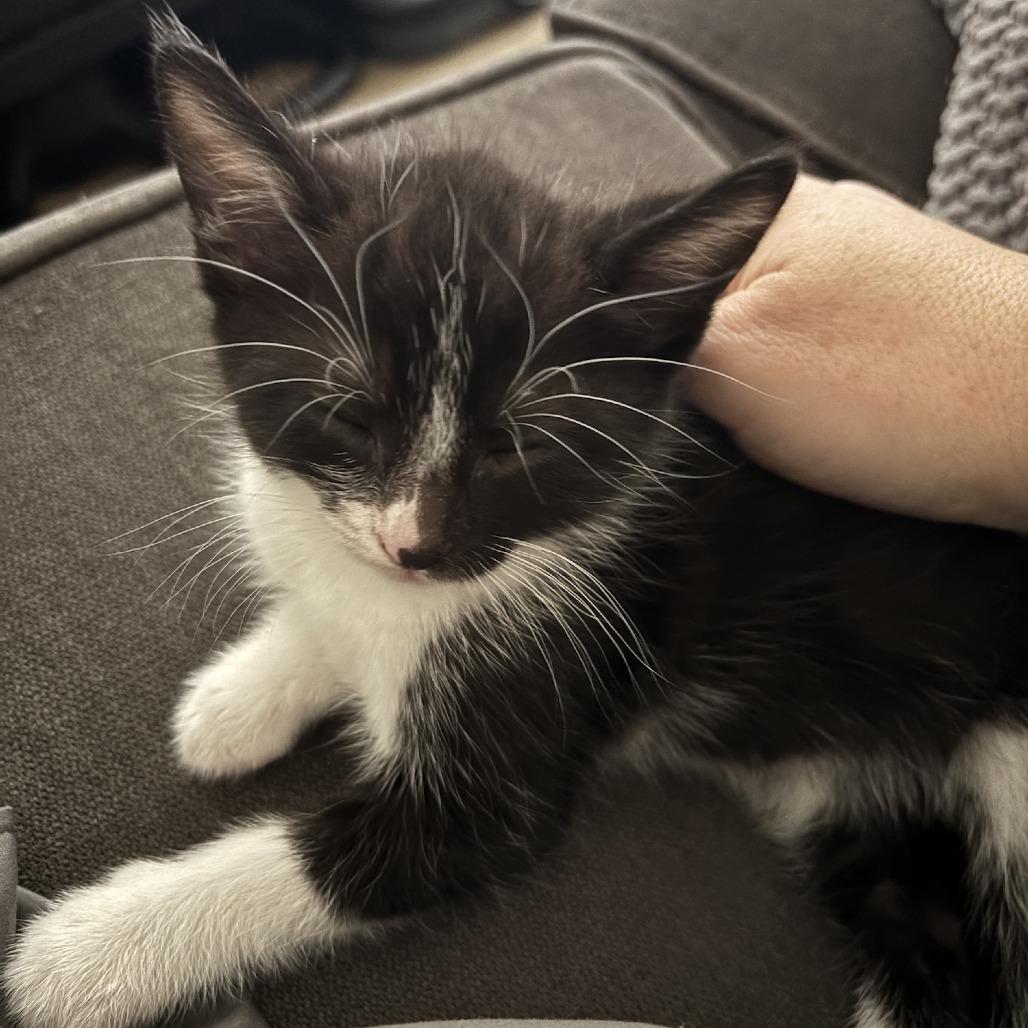 Enlarge Winsome, a Adoptable Domestic Short Hair in Los Angeles, CA image 4/5
