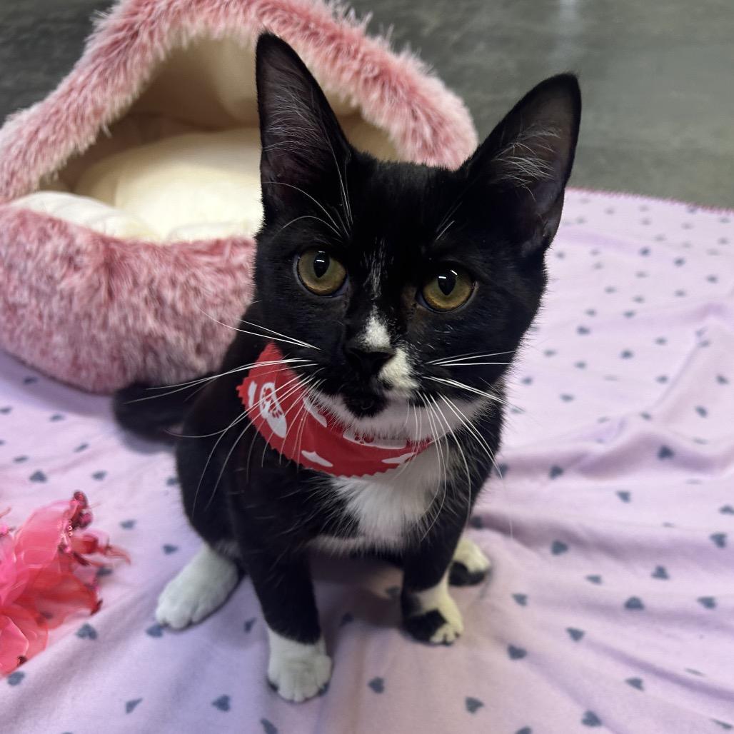 Amora, Adoptable, Young Female Domestic Short Hair.