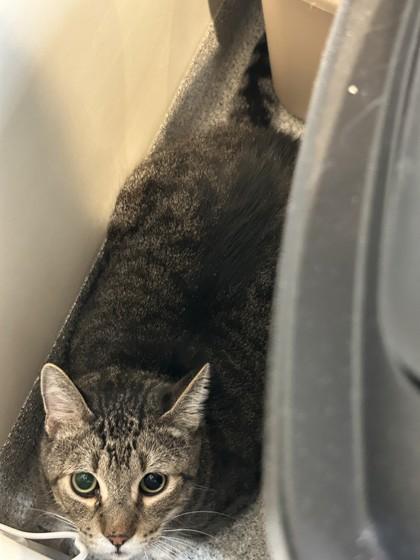 Enlarge Racoon, a Adoptable Domestic Short Hair in Hamilton, MT image 2/2