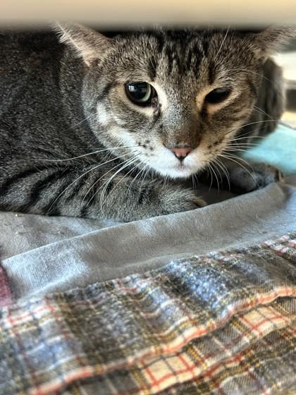 Enlarge Racoon, a Adoptable Domestic Short Hair in Hamilton, MT image 1/2