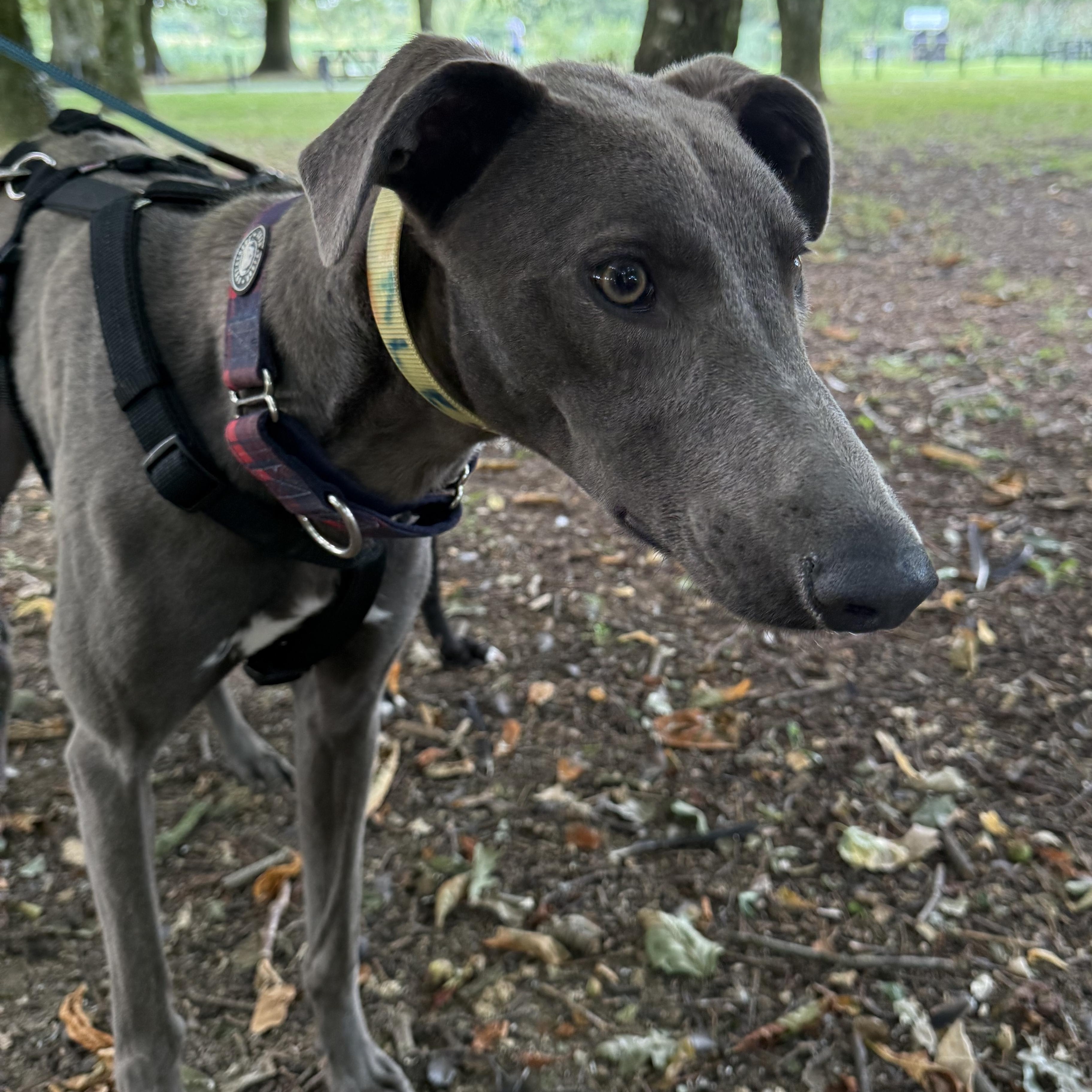 Danny, a Adoptable Greyhound in Winter Park, FL image 1/2