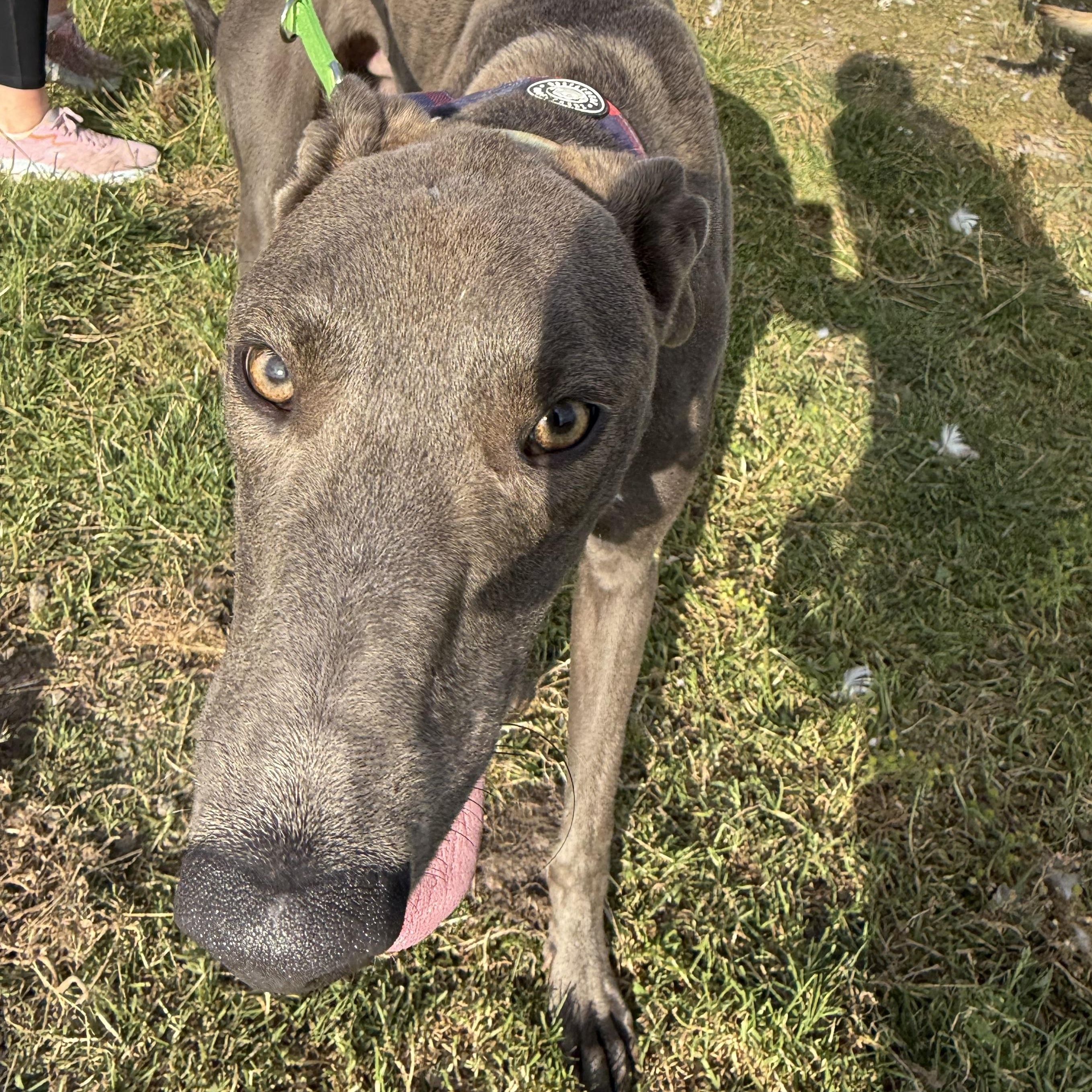 Danny, a Adoptable Greyhound in Winter Park, FL image 2/2