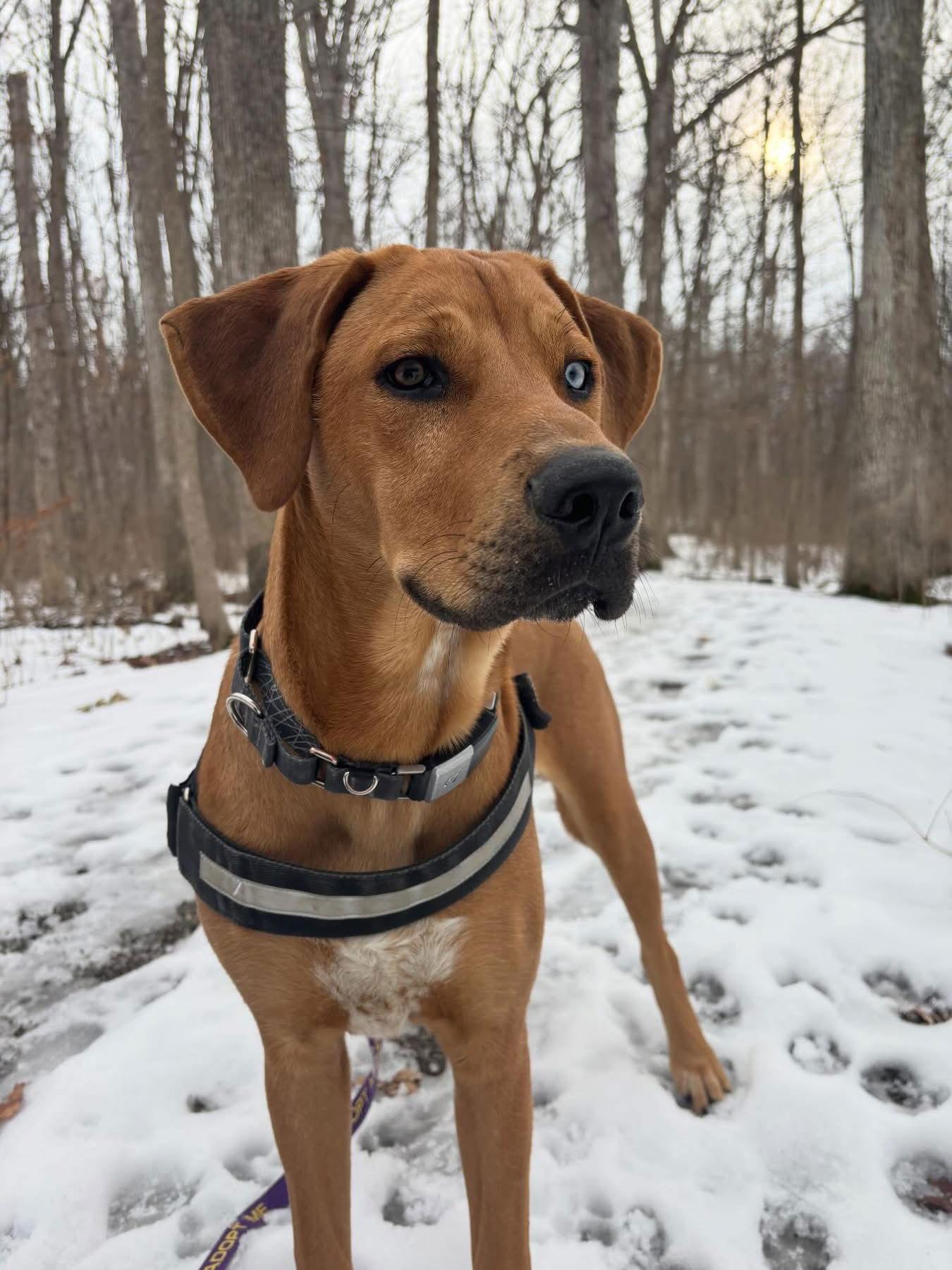 Roo, Adoptable, Young Male Rhodesian Ridgeback & Husky.