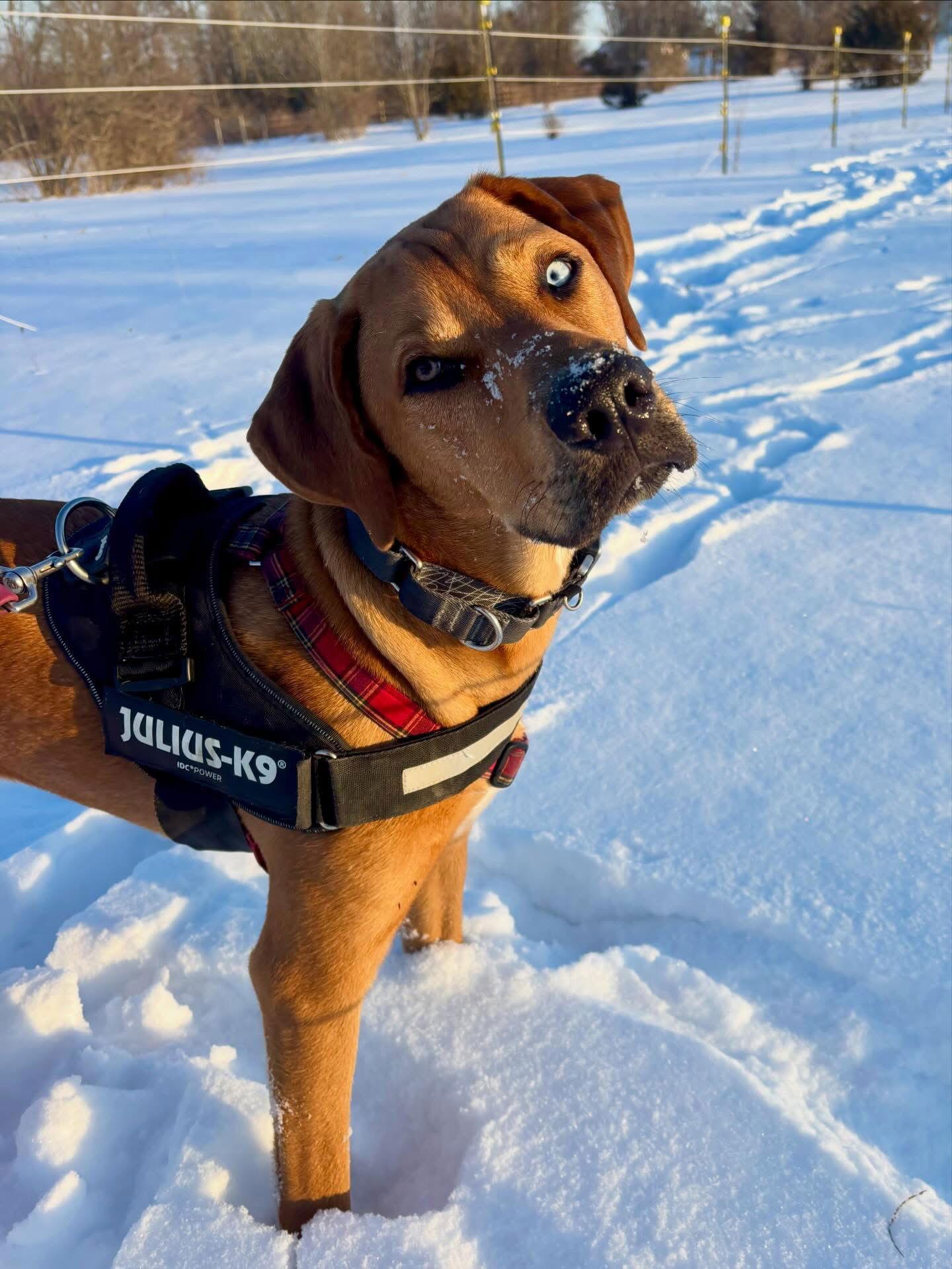 Roo, a Adoptable mixed breed in Powell, OH image 2/3