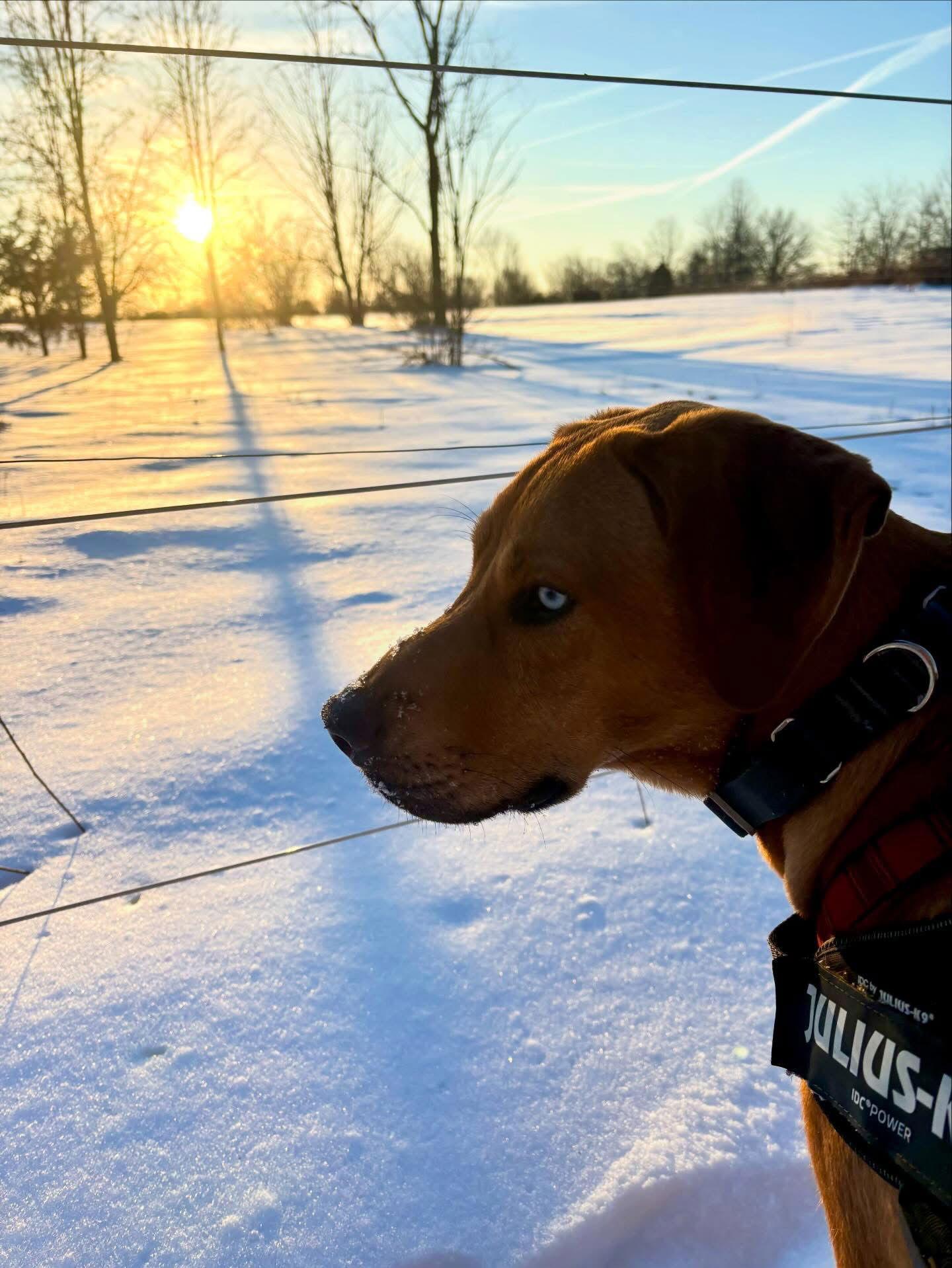 Roo, a Adoptable mixed breed in Powell, OH image 3/3