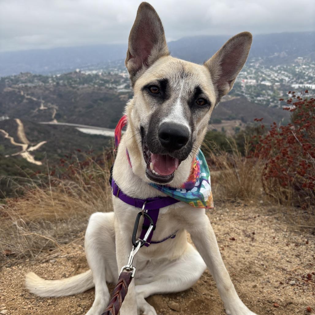 Raccoon, a Adoptable Mixed Breed in Los Angeles, CA image 1/4