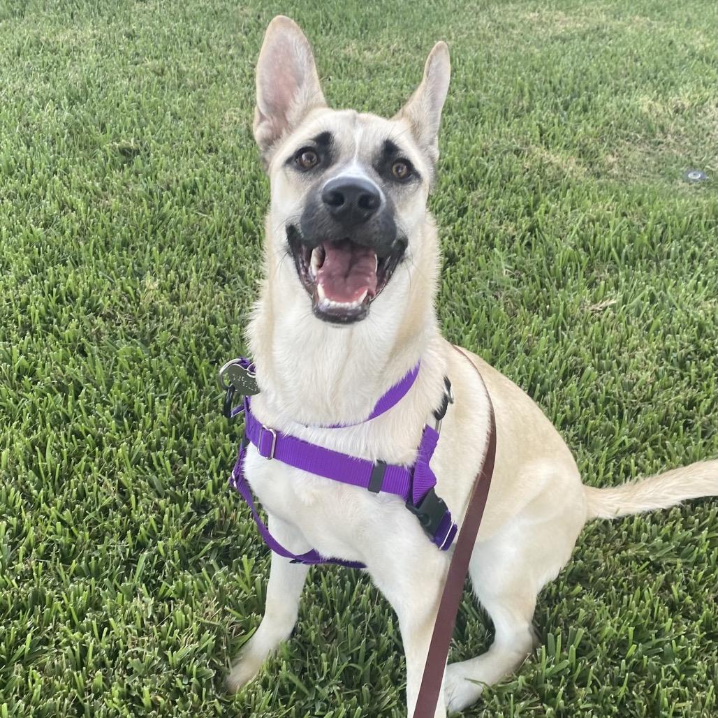 Raccoon, a Adoptable Mixed Breed in Los Angeles, CA image 3/4