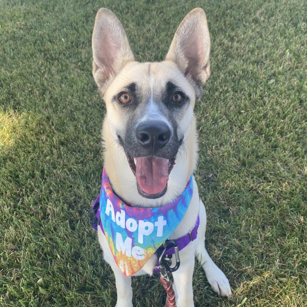 Raccoon, a Adoptable Mixed Breed in Los Angeles, CA image 4/4