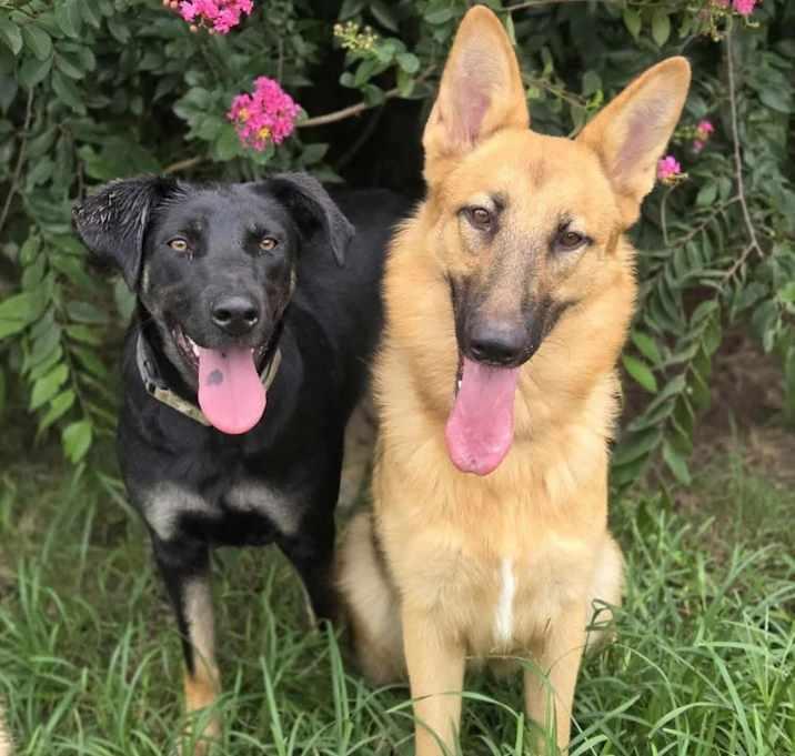 Dandelion, Adoptable, Adult Female German Shepherd Dog.