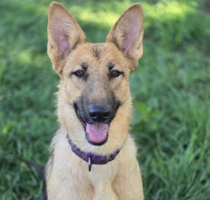 Dandelion, a Adoptable German Shepherd Dog image 3/3