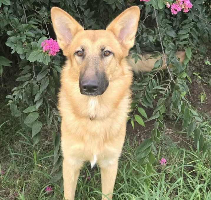 Dandelion, a Adoptable German Shepherd Dog in Brookshire, TX image 2/3