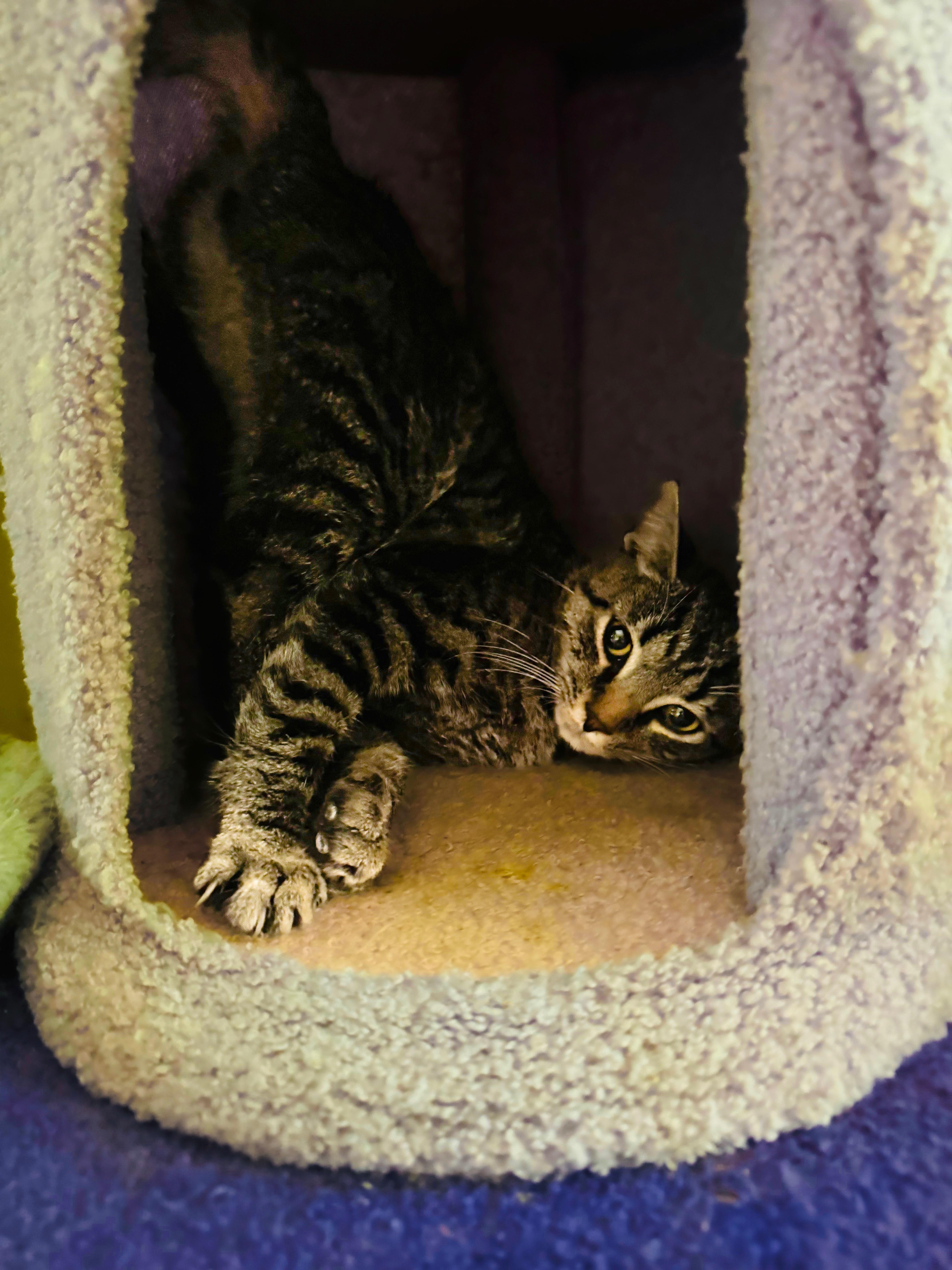 Dobby, a Adopted mixed breed in Mooresville, NC image 5/5