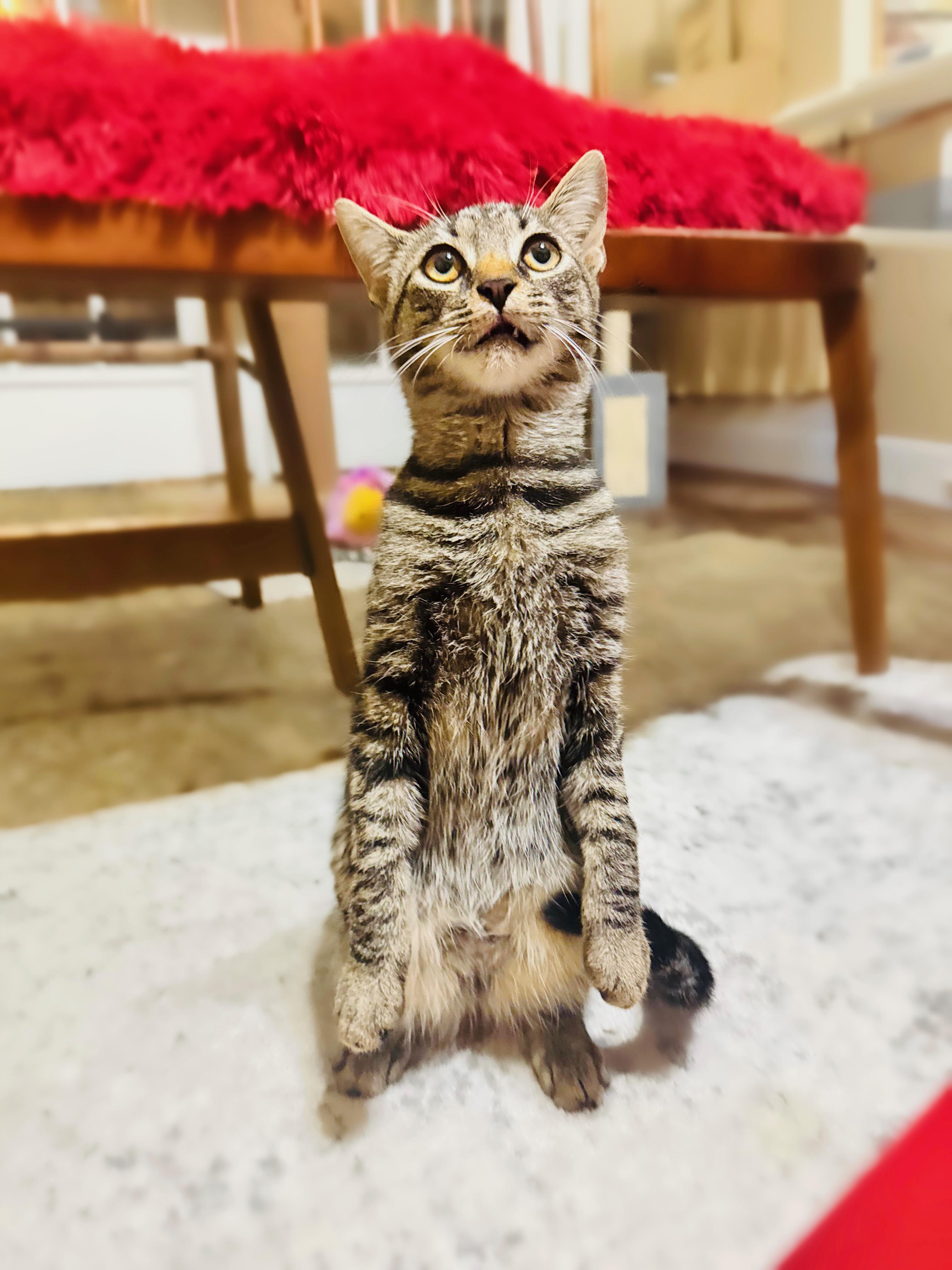 Dobby, a Adopted mixed breed in Mooresville, NC image 3/5