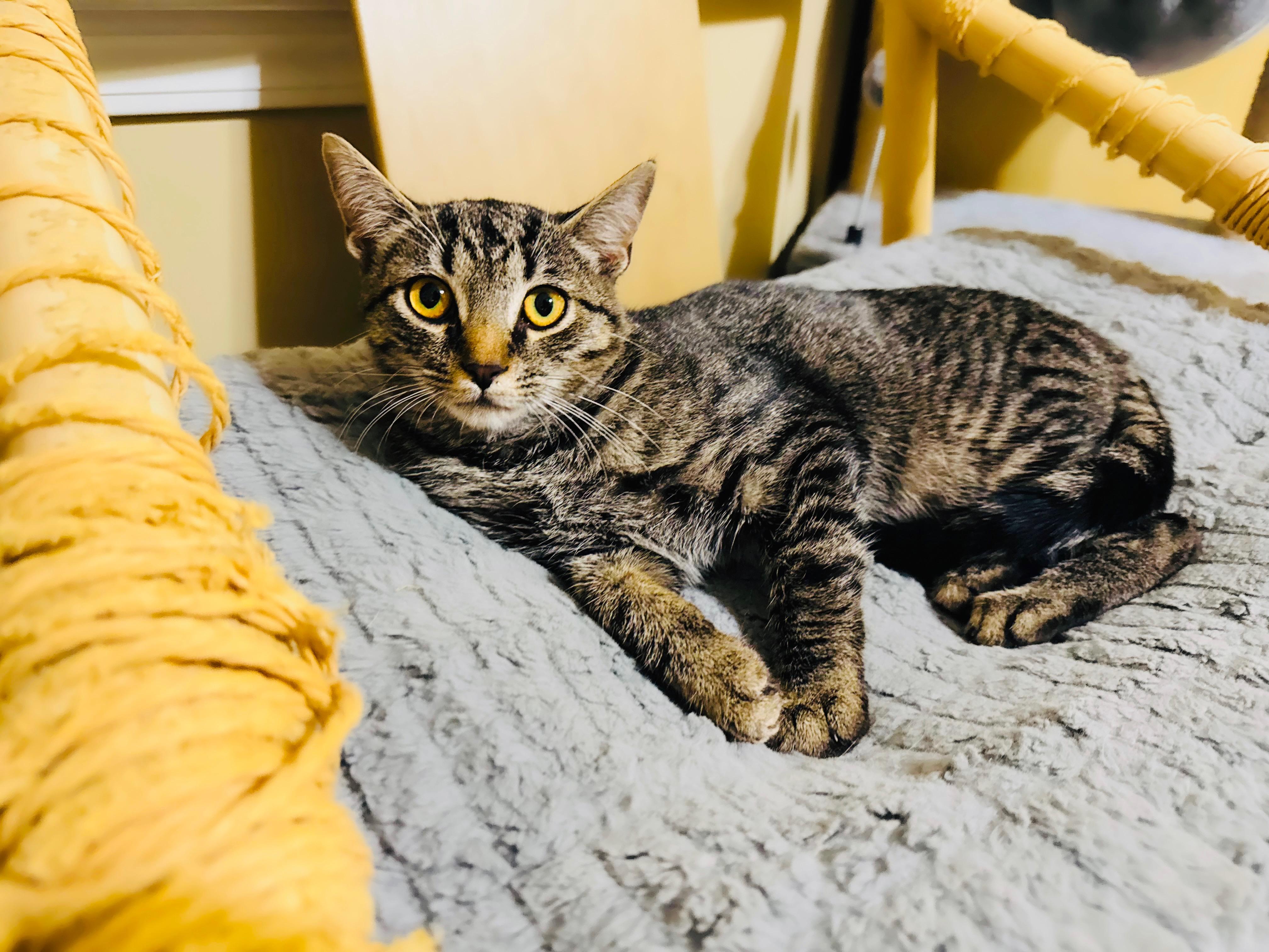 Dobby, a Adopted mixed breed in Mooresville, NC image 4/5