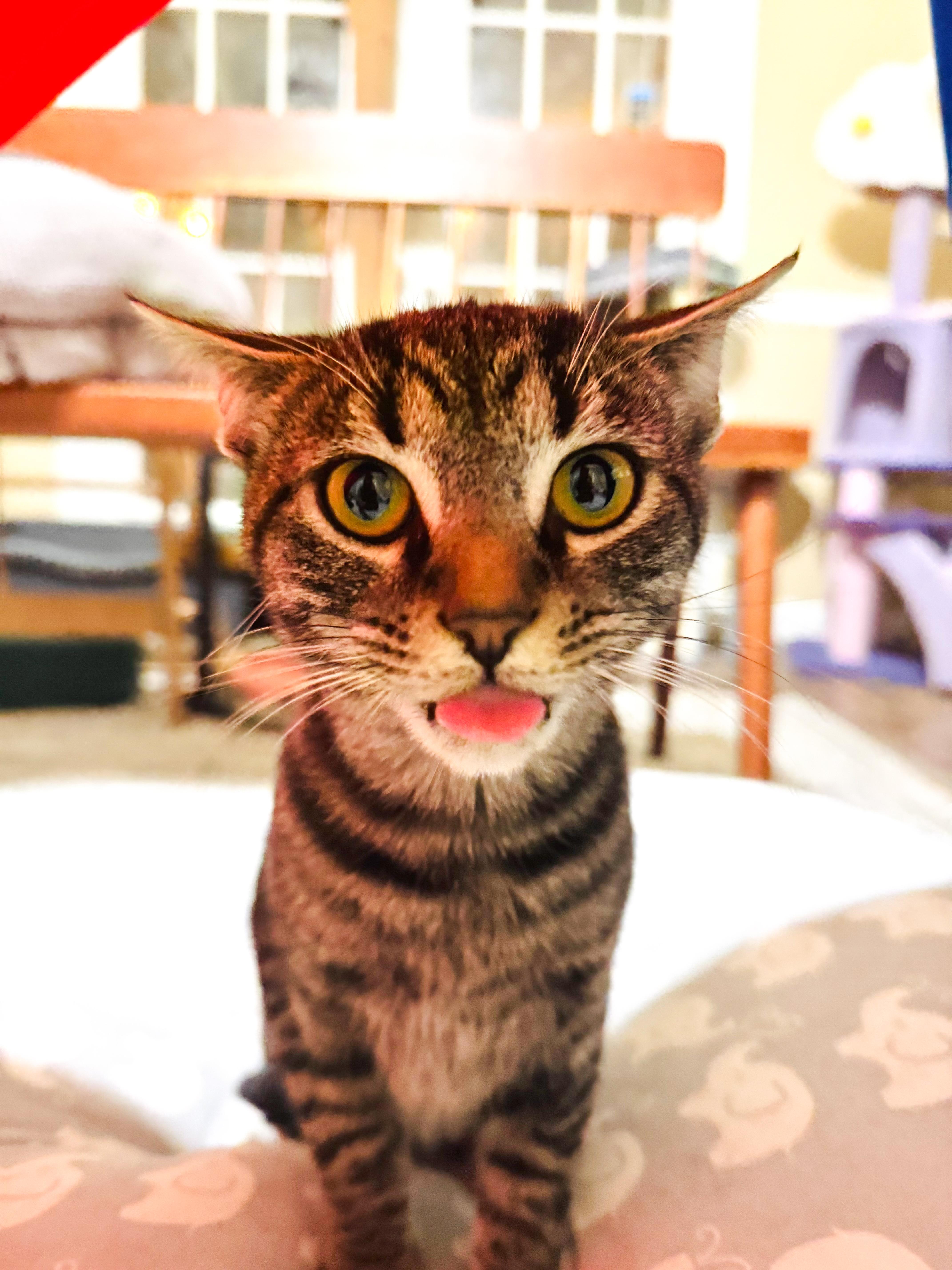 Dobby, Adopted, Kitten Female Domestic Short Hair & Tabby.