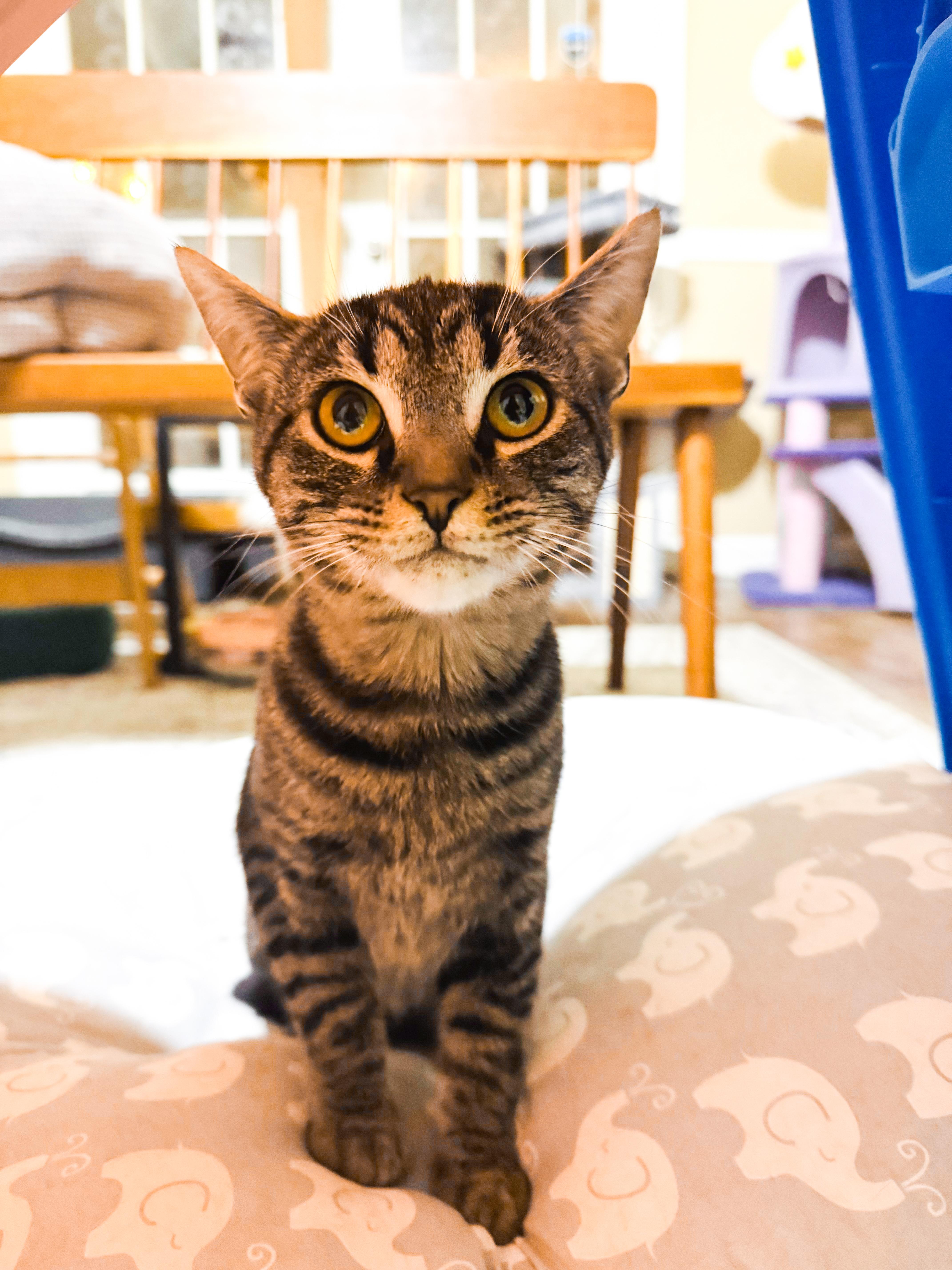 Dobby, a Adopted mixed breed in Mooresville, NC image 2/5