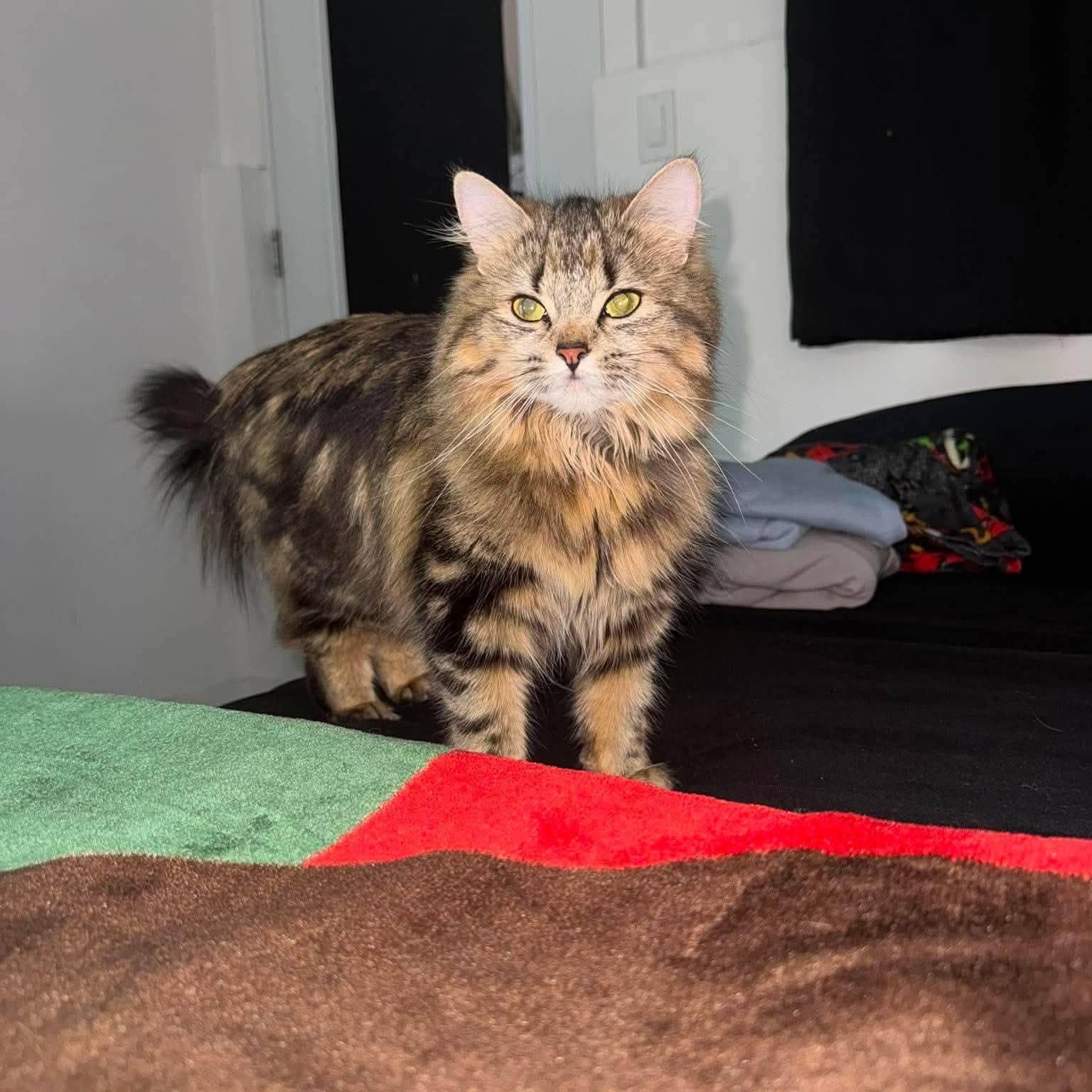 Enlarge Mitsubishi(f) 1yrs Siberian mix/Maine coon, an adopted mixed breed in Ottawa, ON image 4/4