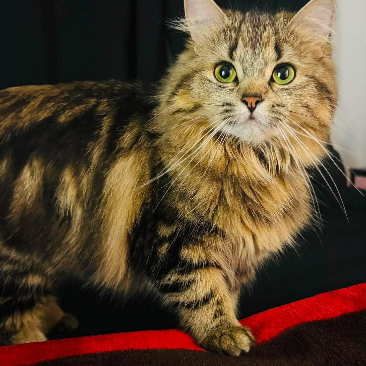 Mitsubishi(f) 1yrs Siberian mix/Maine coon, adopted, Adult Female Siberian & Maine Coon.